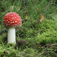 Fly Agaric and Toad 